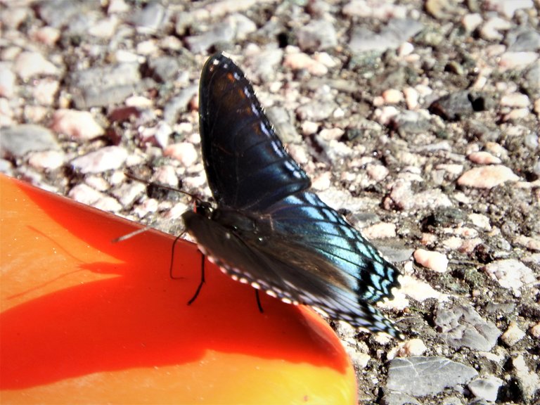 butterflyshadow72120203aok.jpg