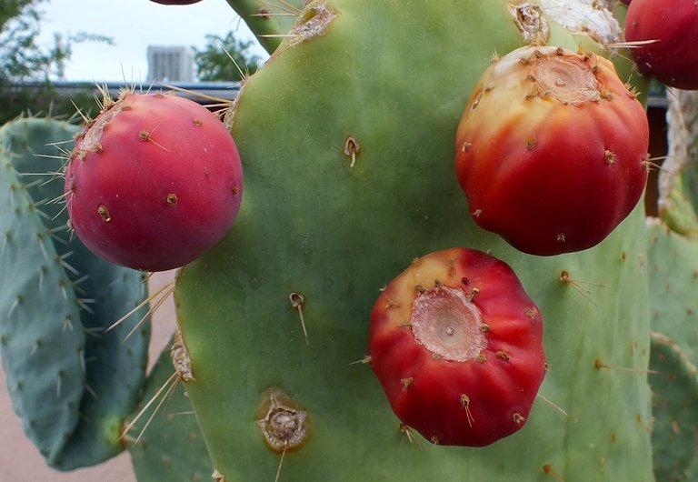 0952PricklyPear.jpg