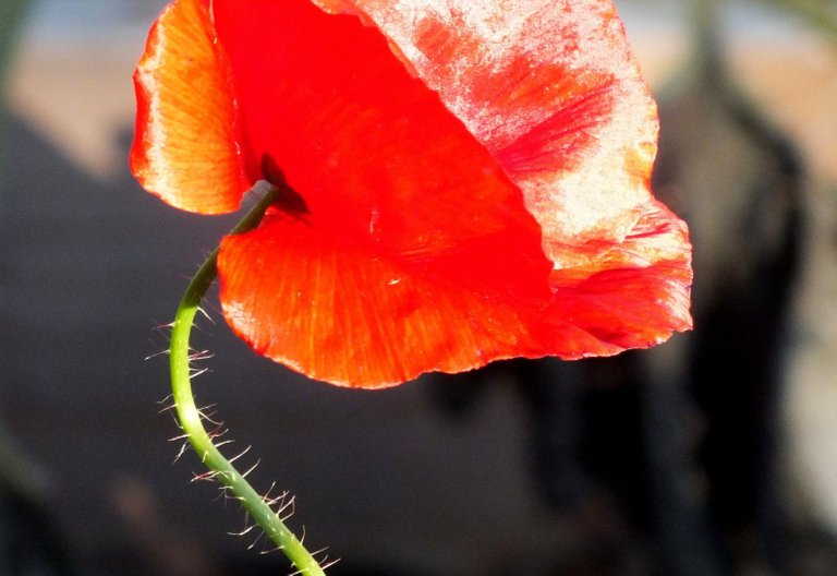 0136-Poppy.jpg