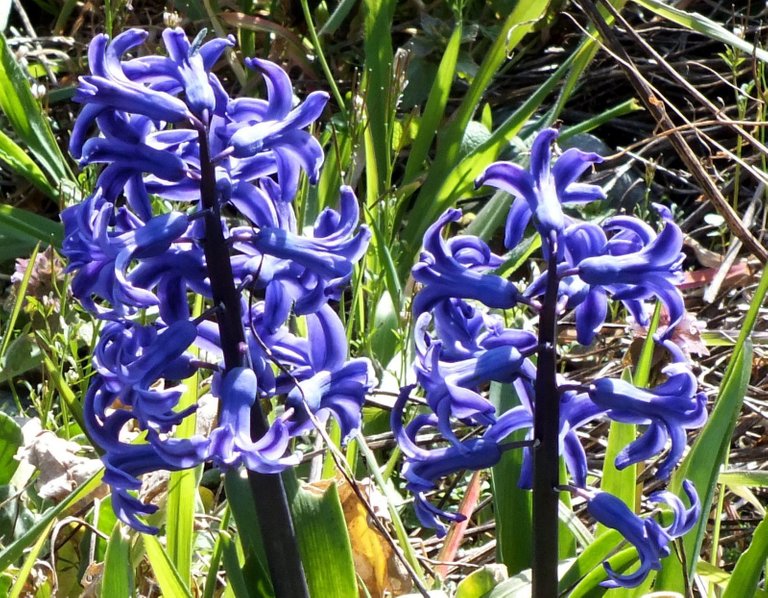 0006-Hyacinths.jpg