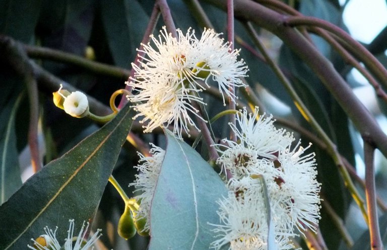 1033-Eucalyptus.jpg