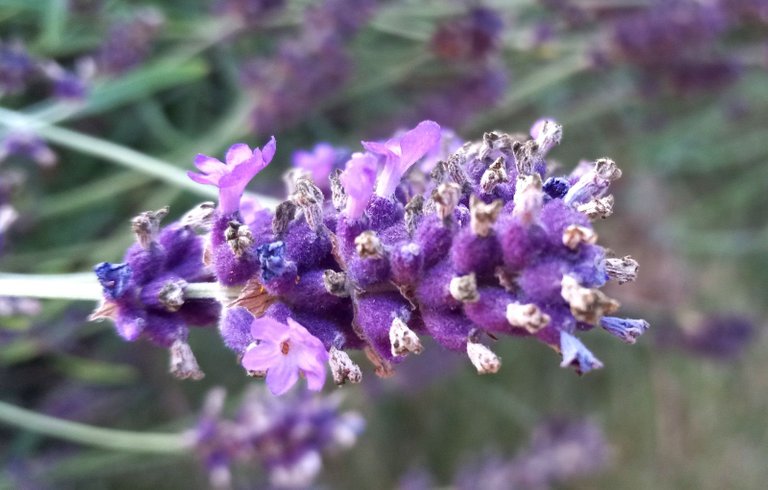 0478-Lavender.jpg