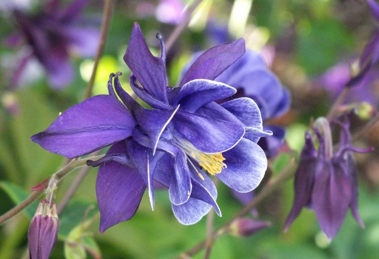 0598-PurpleColumbine.JPG