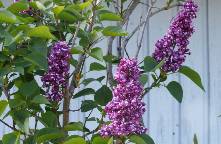 x156-Lilacs.jpg