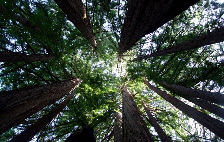 0402-Redwoods.jpg