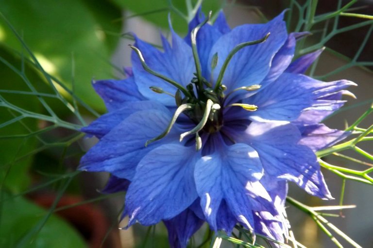 x026-Nigella.jpg