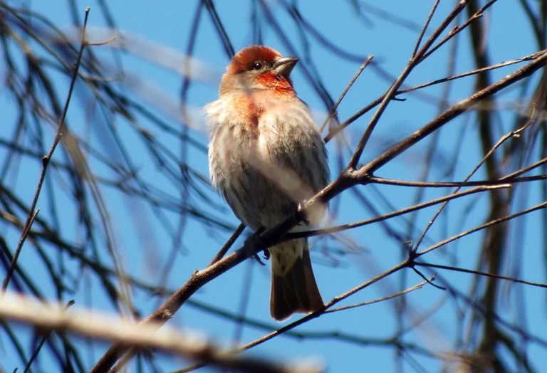 2627-RedFinch.jpg