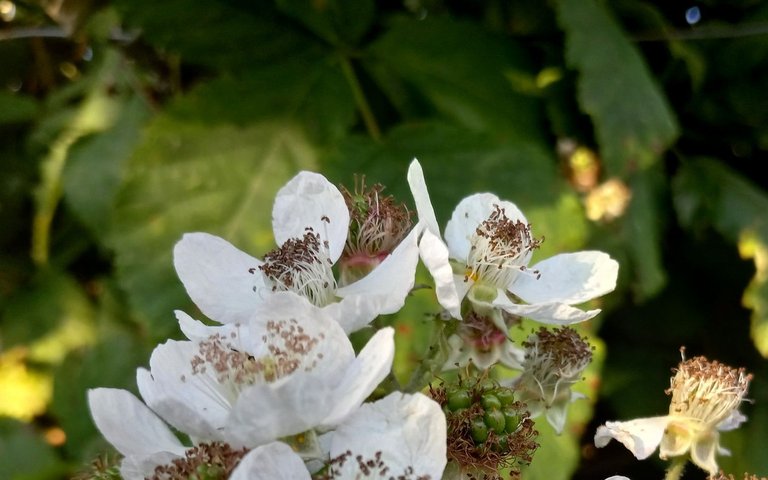 x0454-BlackberryFlowers.jpg