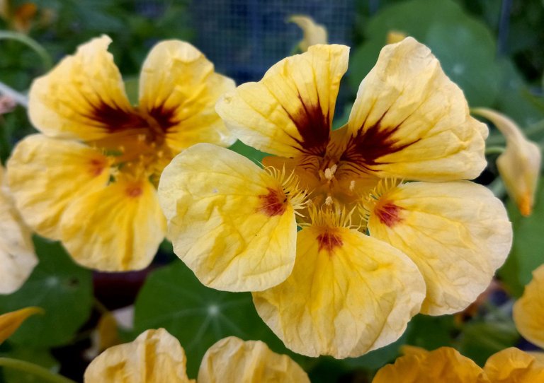 0304-Nasturtium.jpg