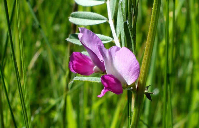 0590-SweetPea.JPG