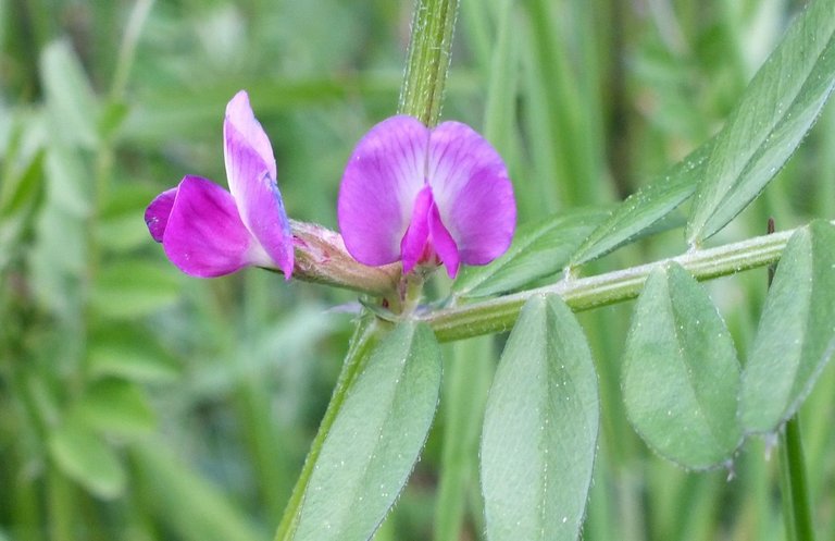 0050-Lathyrus.jpg