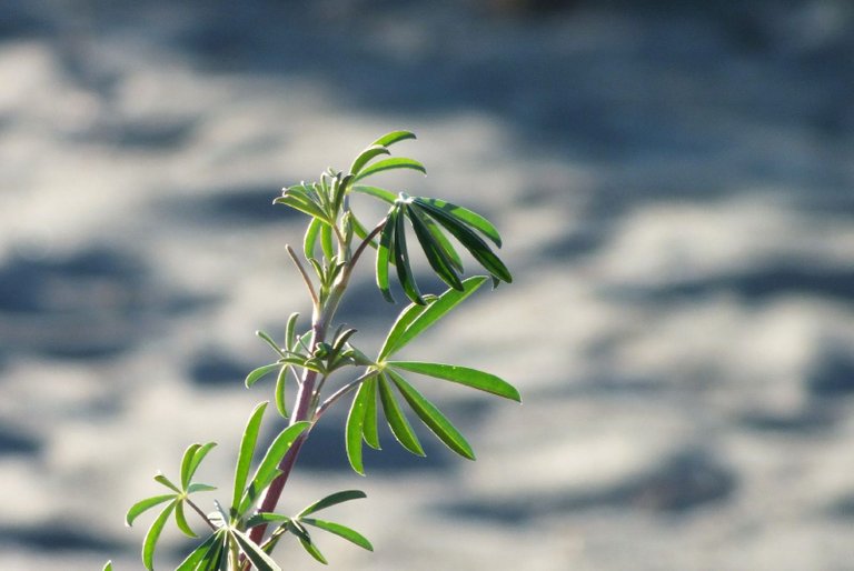 x088-LupinLeaf.jpg