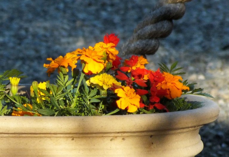 0211-FlowerPot.jpg