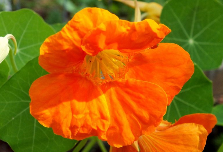 X0326-Nasturtium.JPG