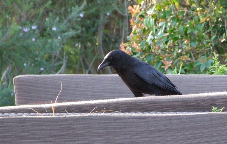 0816-Crow.jpg