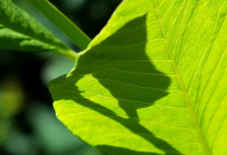 2627-LeafShadow.jpg