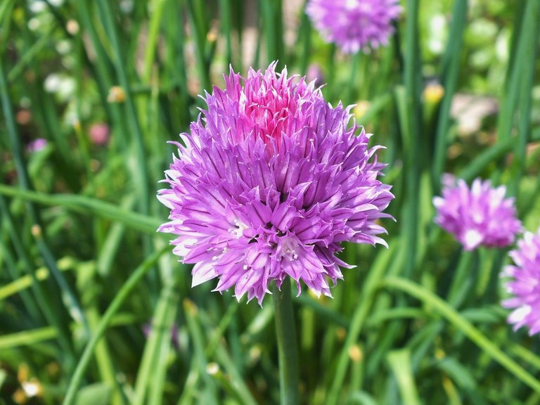 20150606-Chives2.jpg