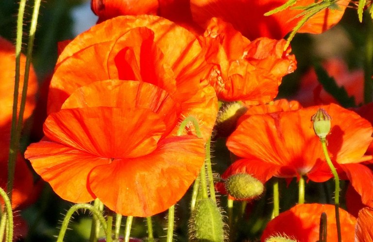 0863-Poppies.jpg