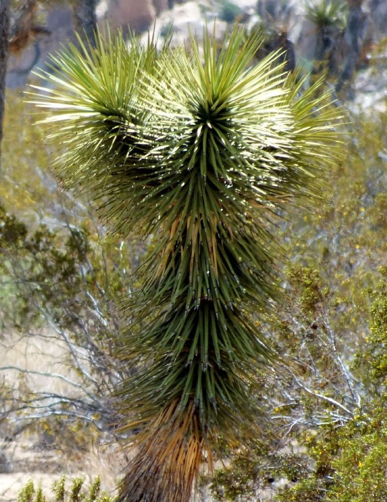 JoshuaTree