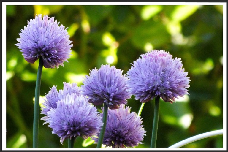 2661-Chives.jpg