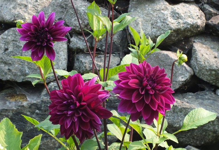 1315-Dahlias.jpg