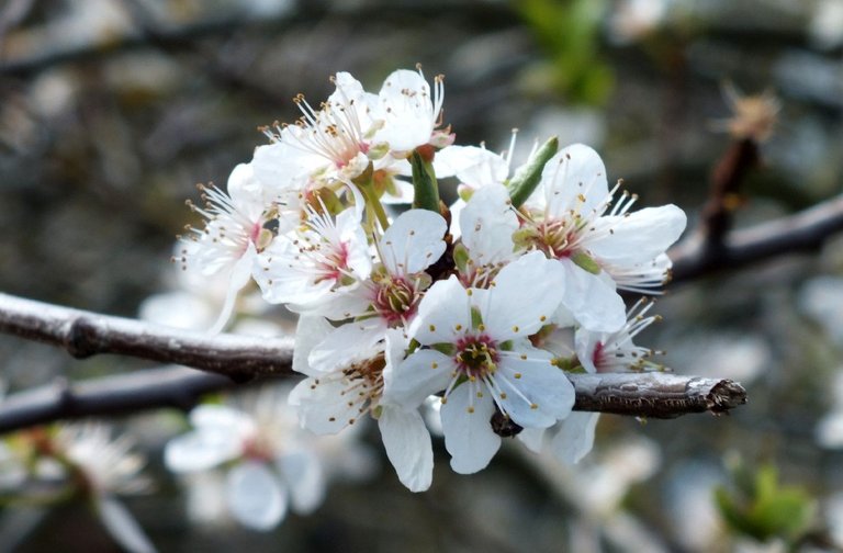 0011-AppleBlossoms.jpg