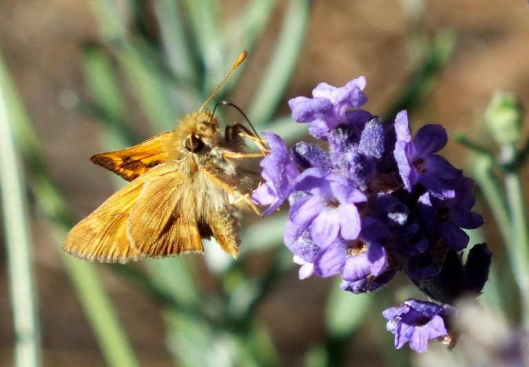 0639-Skipper5.JPG