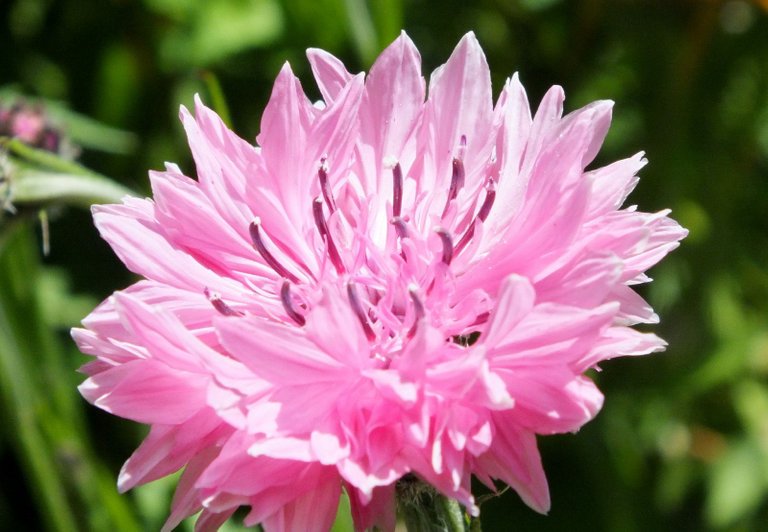 0264-PinkCornflower.JPG