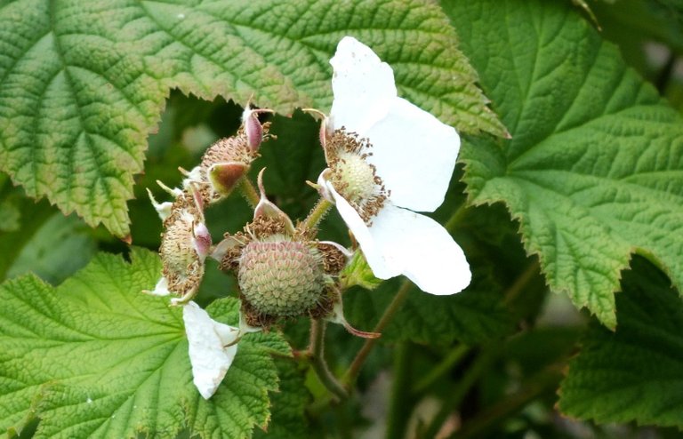 0868=Thimbleberry.JPG