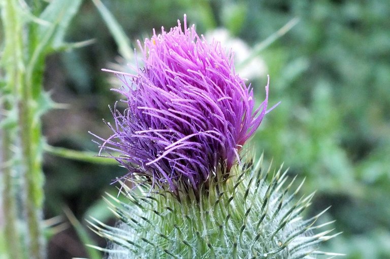 x083-Thistle.jpg