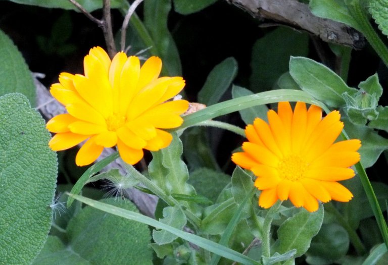 0844-Calendulas.JPG