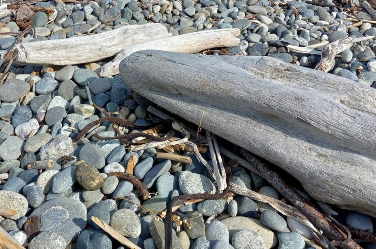 0697-Driftwood.jpg