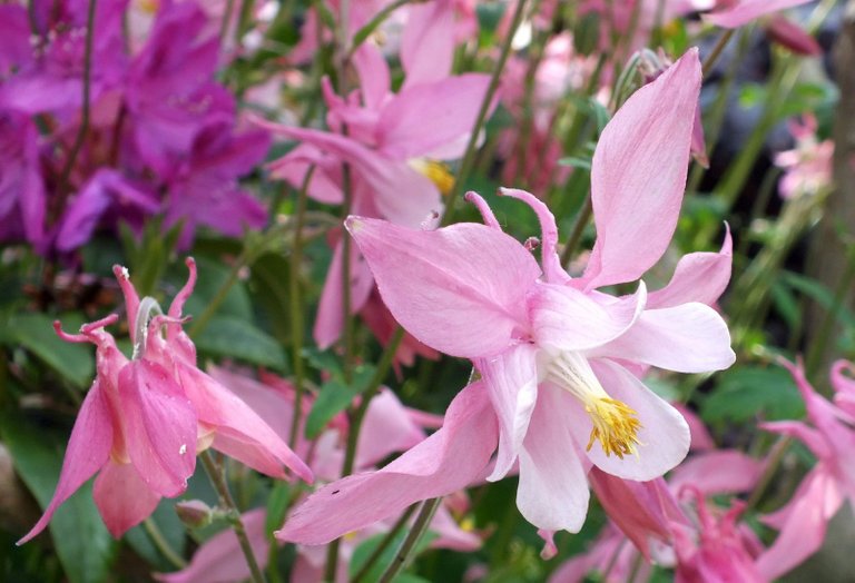 0598-PinkColumbine.JPG