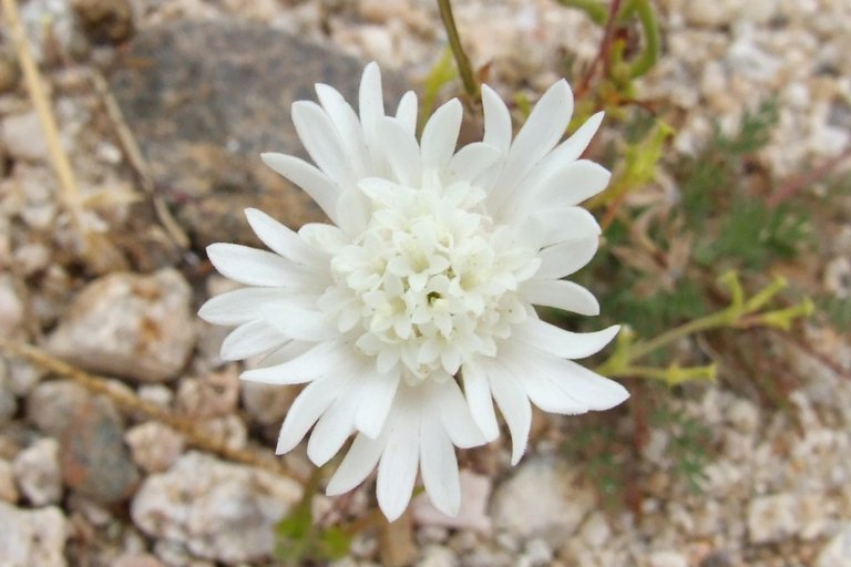 0876-WhiteFlower.jpg