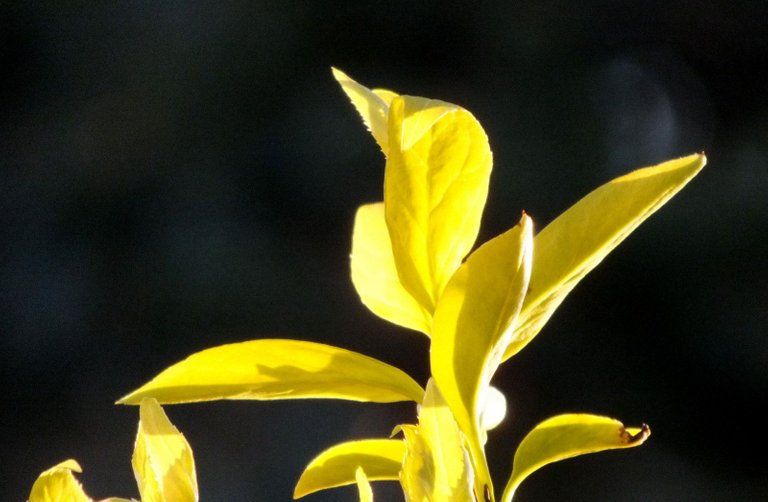 0554-Forsythia.JPG