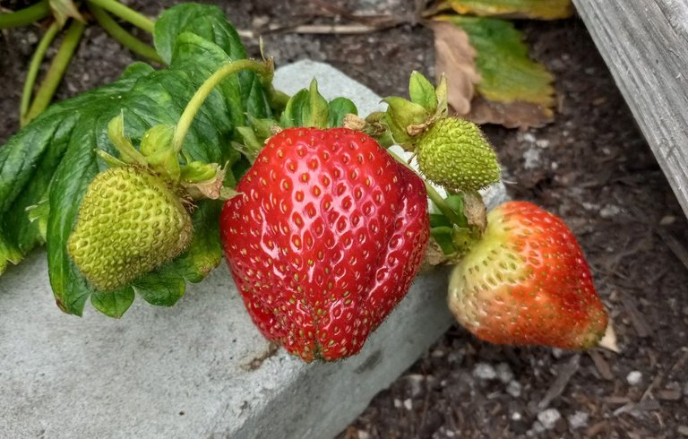 0628-Strawberries.jpg