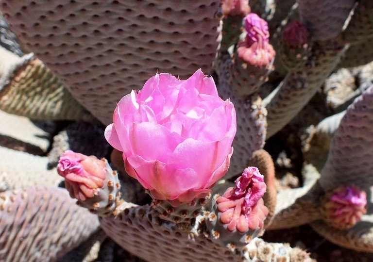 x136-PinkCactus.jpg