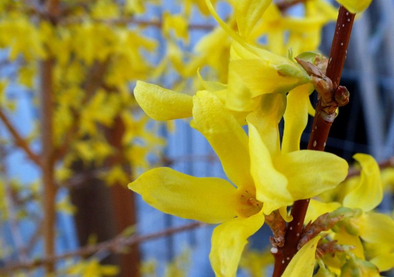 0775-Forsythia.JPG