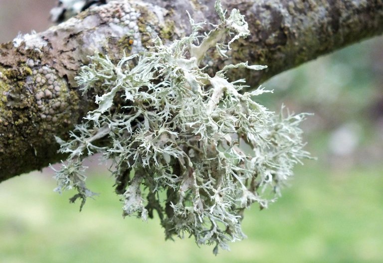 1289-Lichen.jpg