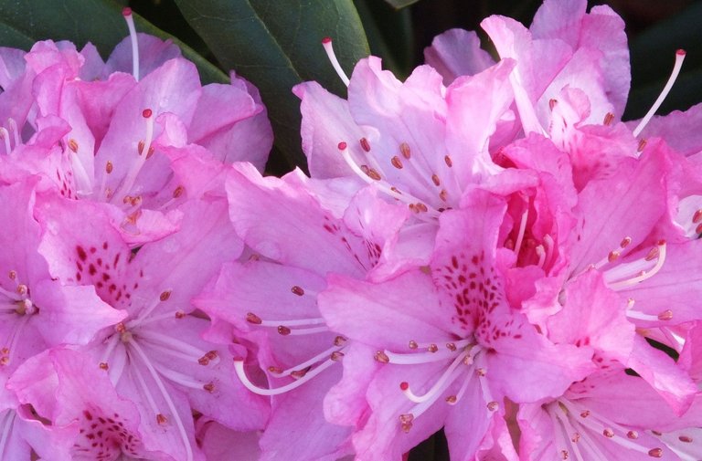 0976-Rhodies.jpg