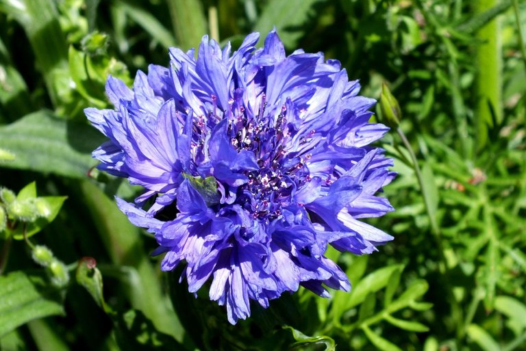 x0288-Cornflower.JPG