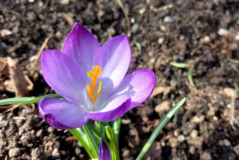 0773-Crocus.jpg