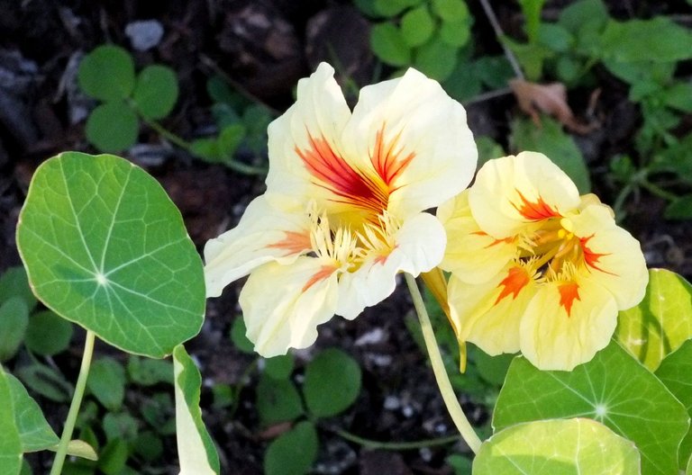 x084-Nasturtium.jpg