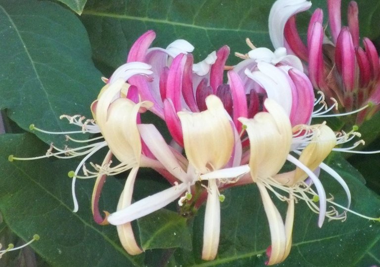 1166-Honeysuckle.jpg