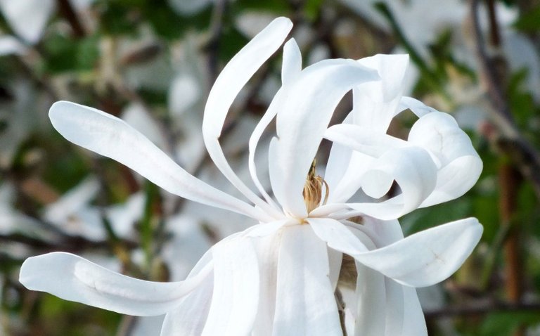 0529-Magnolia.jpg