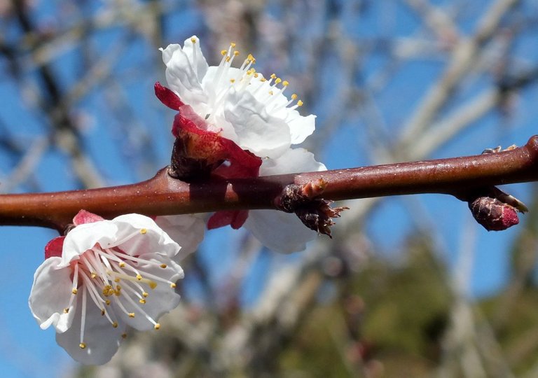 0775-ApricotBlossoms1.JPG