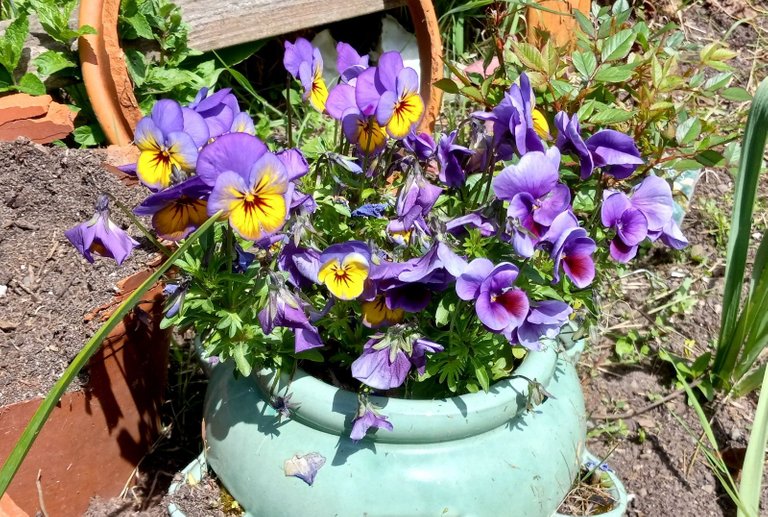 0846-Pansies.jpg