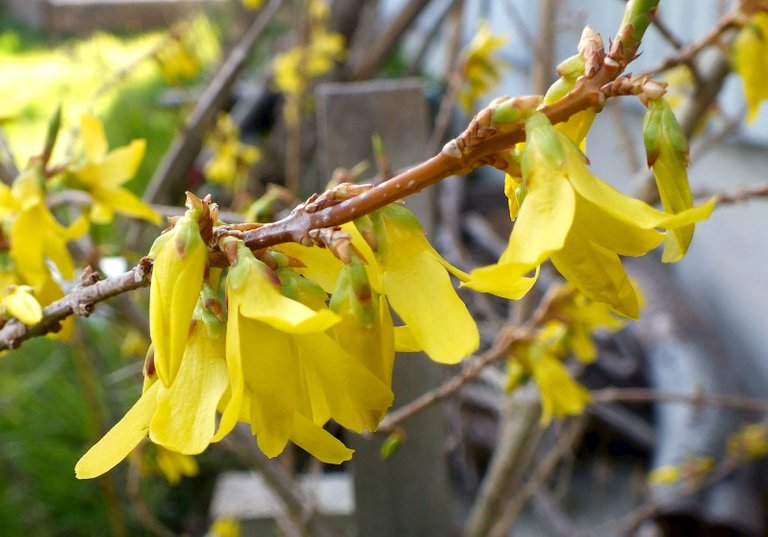 0212-Forsythia.jpg