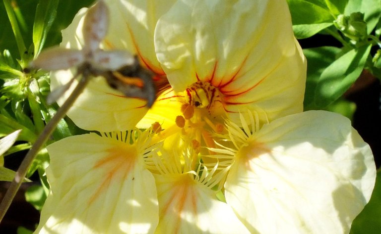 0880-Nasturtium.JPG