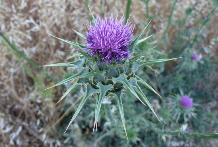 0973-Thistle.jpg